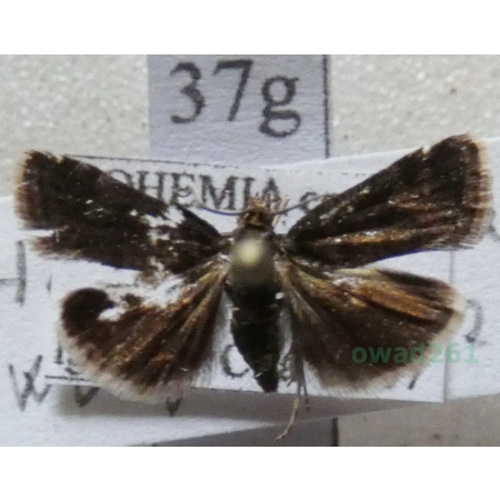 Heliothela wulfeniana (Scopoli, 1763) Słonecznica czarna Czech37g